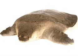 Черепаха без панциря