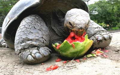 Что едят сухопутные черепахи в домашних условиях