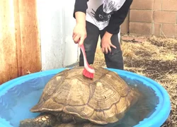 Как купать сухопутную черепаху