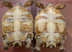 Как определить пол сухопутной черепахи