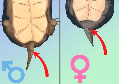 Узнать, кто перед вами самка или самец, поможет задняя часть пластрона