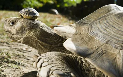 Как определить возраст сухопутной черепахи