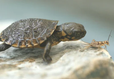 Черепахи считаются долгожителями
