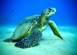 Морская черепаха дома