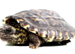 Правила содержания мускусной черепахи