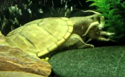 Мускусные черепахи едят как растения так и насекомых