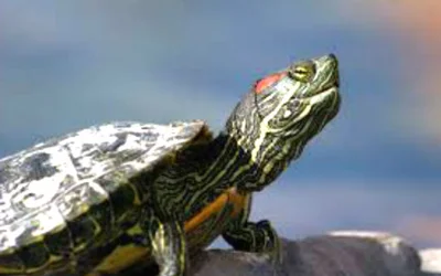 Почему у красноухой черепахи шелушится и облазит кожа