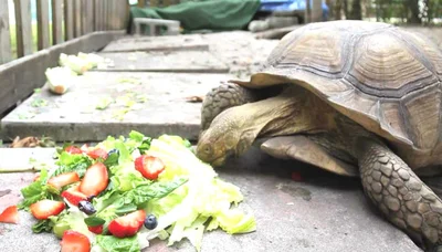 Сухопутную черепаху следует правильно кормить