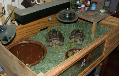 Содержание сухопутной черепахи должно производиться в специальном террариуме