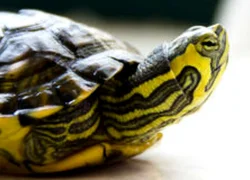 Желтоухая черепаха содержание и уход