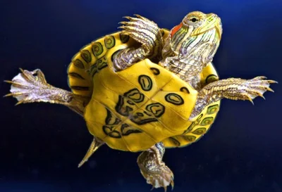 Как выбрать желтоухую черепаху