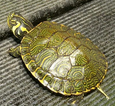 Содержание черепахи в домашних условиях не подразумевает периода спячки