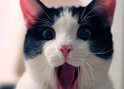4 причины появления крови изо рта у кошки