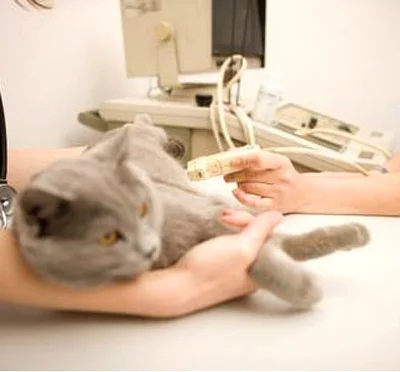 Диагностика артрита у кошек