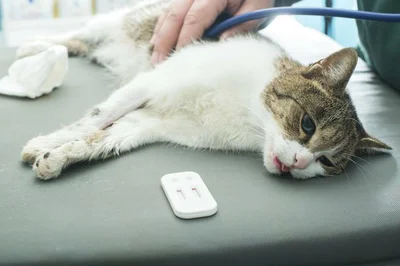 Лечение кошачьей чумки