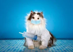 Прививка кошке от лишая - надо ли делать