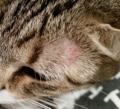 Как происходит заражение кошки дерматофитозом
