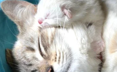Должна ли кошка родить перед стерилизацией