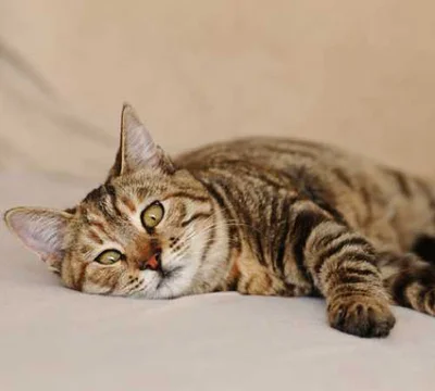 Причины эзофагита у кошек