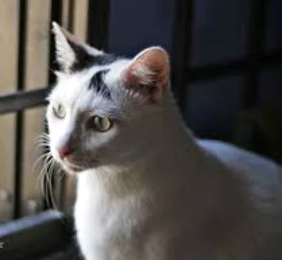 Причины гломерулонефрита у кошек