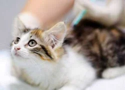 Как подготовить кошку к вакцинации