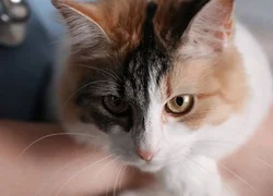 Как правильно обрабатывать шов у кошки после стерилизации
