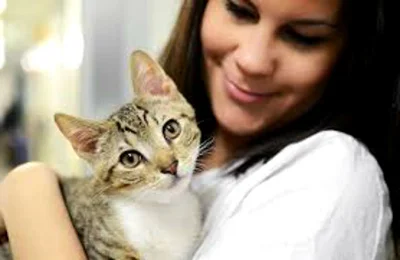 Уход за стерилизованными кошками в течение жизни