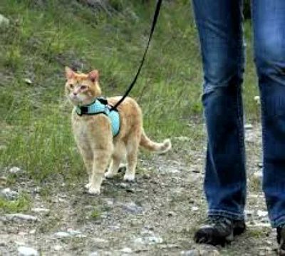 Важность прогулок для кошек