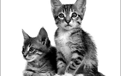 Кальцивироз у котят - симптомы и лечение