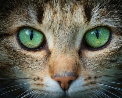 Лечение кератита у кошек