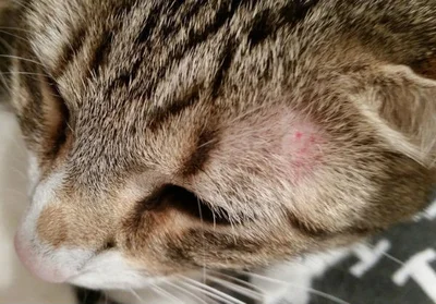 Стригущий лишай распространенное кожное заболевание у кошек