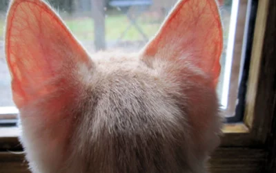 Красные уши у кошки