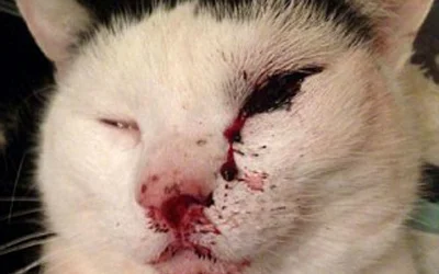 Кровь из носа у кошки