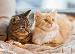 Мифы о вакцинации кошек