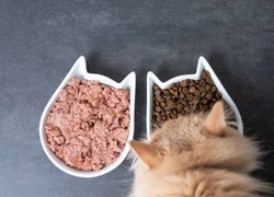 Можно ли давать кошке сухой и влажный корм одновременно