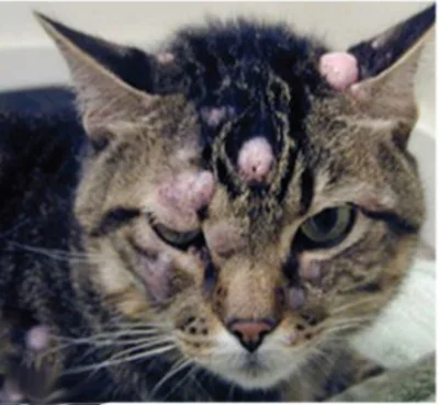 Какие бывают опухоли у кошек