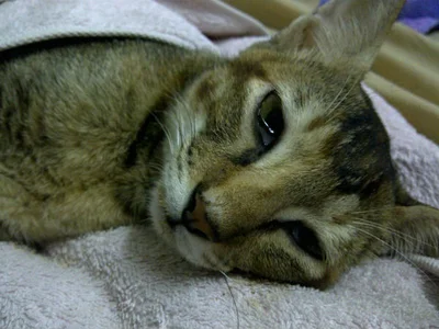 Симптомы панлейкопении у  кошек