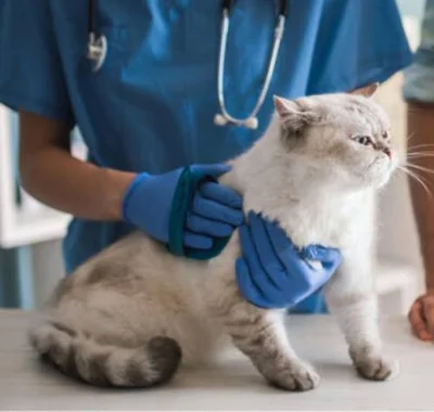 Причины пневмоторакса у кошки