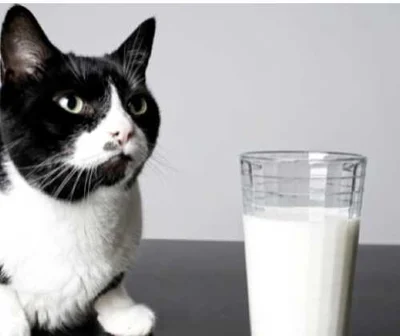 Последствия питья молока для кошек