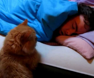 Как отучить кошку спать с человеком