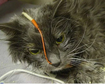 Болезни поджелудочной железы у кошек и котов