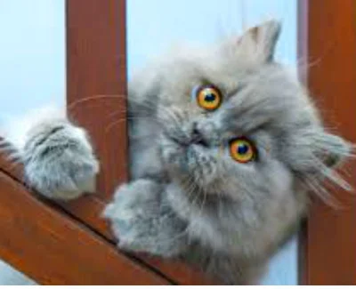 Персидская кошка