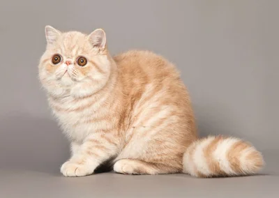 Экзоты – это короткошерстная порода кошек с большими глазами и приплюснутой мордочкой