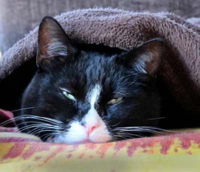 Леченье кошачьей простуды при помощи лекарственных препаратов