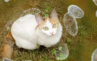 Симптомы токсоплазмоза у кошек: разбираем подробно
