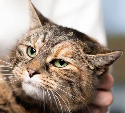 Бессимптомное течение токсопазмоза у кошек