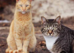 Стерилизация кошек – этика вопроса
