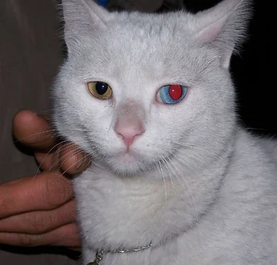 Основные причины покраснения глаз у кошек