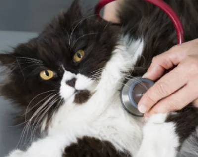 Диагностика и лечение кровавых выделений изо рта у кошки