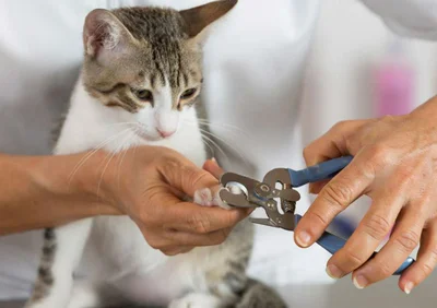 Уход за когтями кошки считается важным условием при содержании ее дома